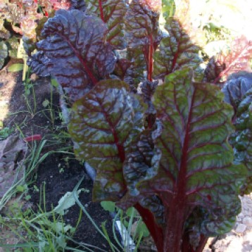 verduras-ecologicas-invierno-bacarot-alicante-100_3918