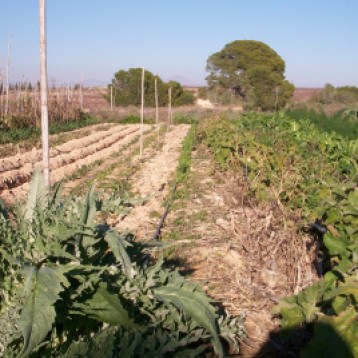 verduras-ecologicas-invierno-bacarot-alicante-100_3922