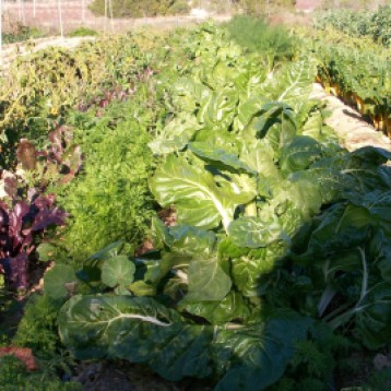 verduras-ecologicas-invierno-bacarot-alicante-100_3923