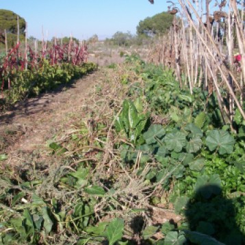 verduras-ecologicas-invierno-bacarot-alicante-100_3949
