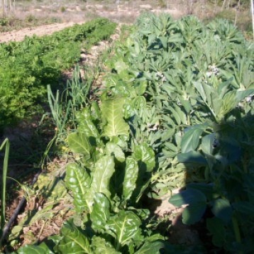 verduras-ecologicas-invierno-bacarot-alicante-100_3953